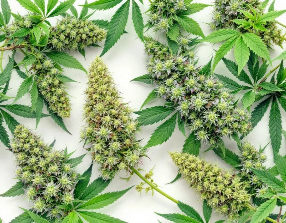 Fleurs de CBD : Analyse juridique des taux de THC autorisés